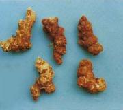 Atractylodes lancea